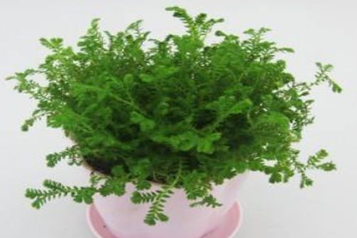 幸福草怎么养？幸福的生活，其实是一株草