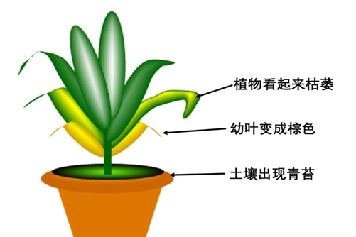 花草养护，如何辨别植物需要浇水