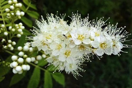 珍珠梅盆景养殖方法，清雅的花儿、姿态秀丽的珍珠梅，其实养殖很简单