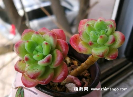 多肉植物怎么浇水，多肉植物浇水方法技巧