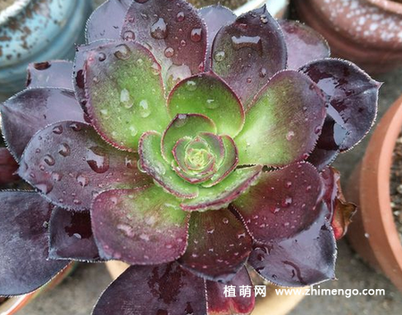 多肉植物怎么浇水，多肉植物浇水方法技巧