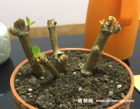 长寿花怎么修剪，长寿花修剪剃头方法步骤