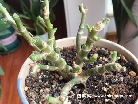 长寿花怎么修剪，长寿花修剪剃头方法步骤