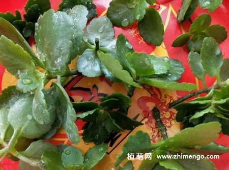 长寿花怎么修剪，长寿花修剪剃头方法步骤