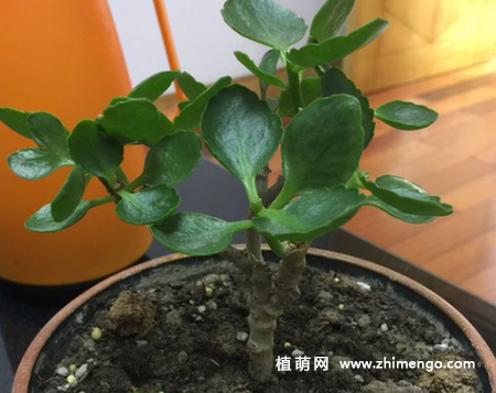 长寿花怎么修剪，长寿花修剪剃头方法步骤