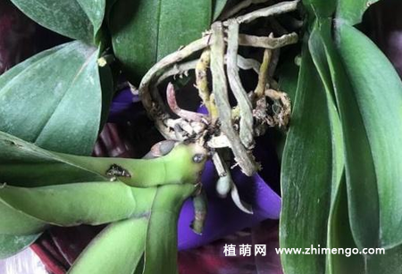 蝴蝶兰怎么水培，忽地蓝水养方法步骤过程
