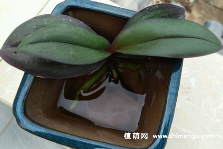 蝴蝶兰怎么水培，忽地蓝水养方法步骤过程