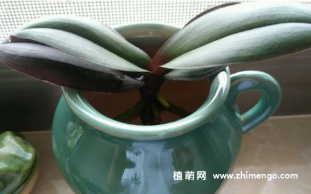蝴蝶兰怎么水培，忽地蓝水养方法步骤过程