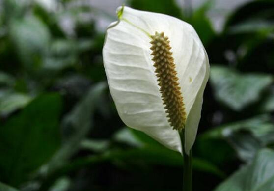 白鹤芋的养殖方法和注意事项