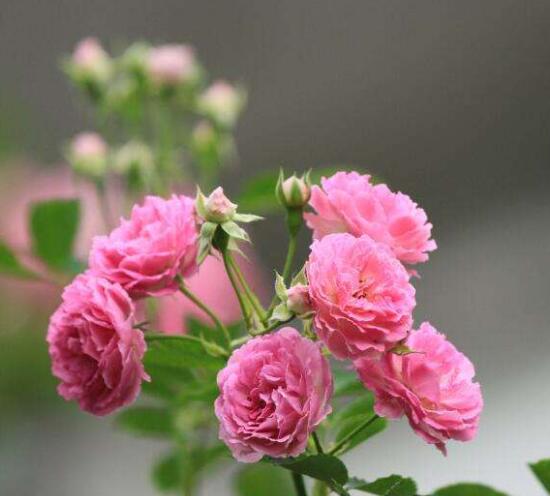 蔷薇花怎么修剪