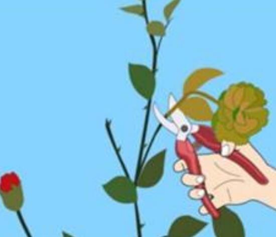 蔷薇花怎么修剪