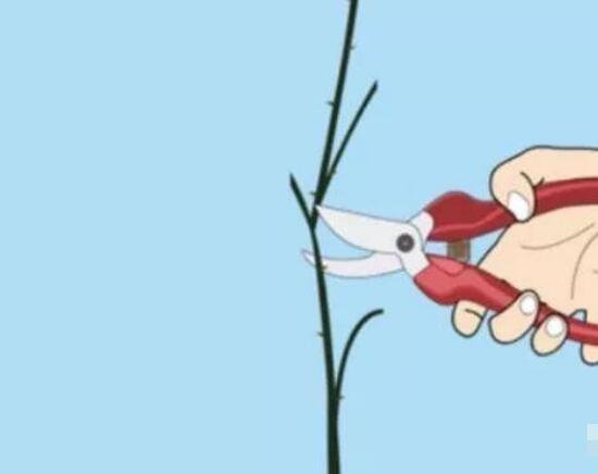 蔷薇花怎么修剪