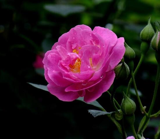 蔷薇花怎么修剪