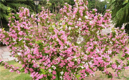 锦带花种子怎么种