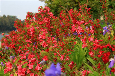 锦带花种子怎么种