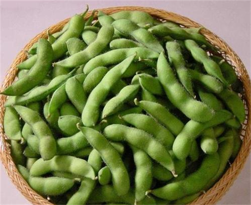 毛豆的种植，毛豆的养护和收获方法