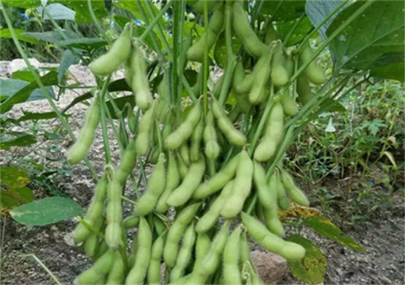 毛豆的种植，毛豆的养护和收获方法