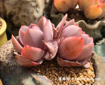 布鲁蓝多肉植物怎么养