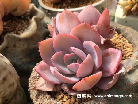 布鲁蓝多肉植物怎么养