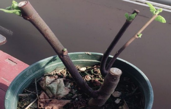 无花果剪枝后多久发芽