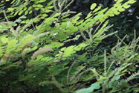 海红豆如何养