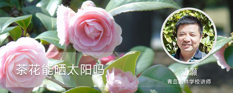 茶花能晒太阳吗，太阳一晒就蔫了是为什么