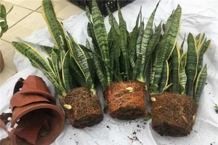 虎皮兰换盆后多久施肥