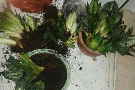虎皮兰换盆后多久施肥