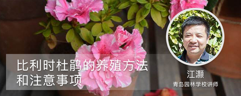 比利时杜鹃的养殖方法和注意事项