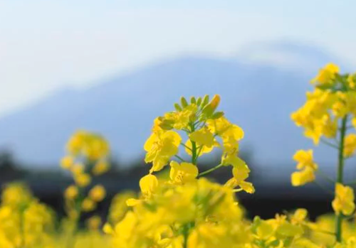 农村油菜的种植技术以及管理方式，这样做有益于提高产量