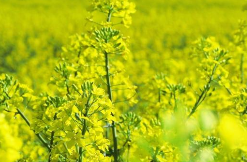 农村油菜的种植技术以及管理方式，这样做有益于提高产量
