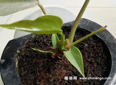 怎么判断红掌需要浇水，观察盆土干湿度是关键