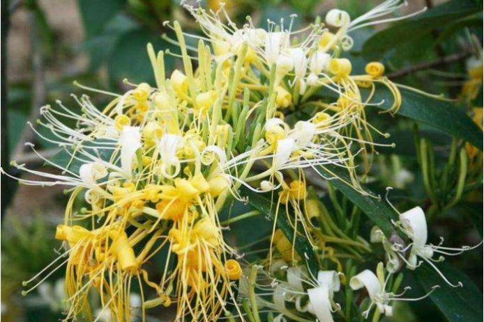 洋蓟种植方法