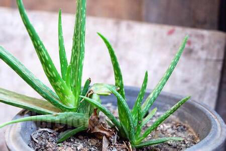 芦荟的种植方法和技巧