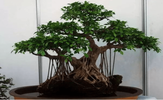 榕树盆景怎么养？掌握这三个关键养殖要点，保证你家盆景最好看！