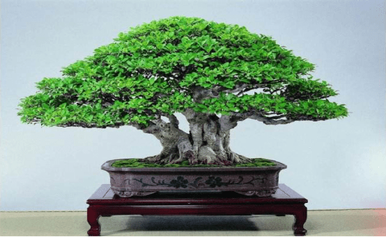 榕树盆景怎么养？掌握这三个关键养殖要点，保证你家盆景最好看！