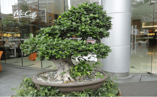 榕树盆景怎么养？掌握这三个关键养殖要点，保证你家盆景最好看！