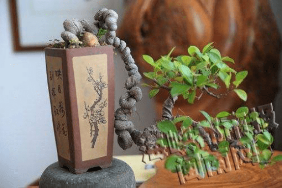榕树盆景怎么养？掌握这三个关键养殖要点，保证你家盆景最好看！