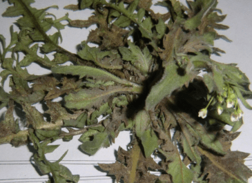 地菜皮的种植方法