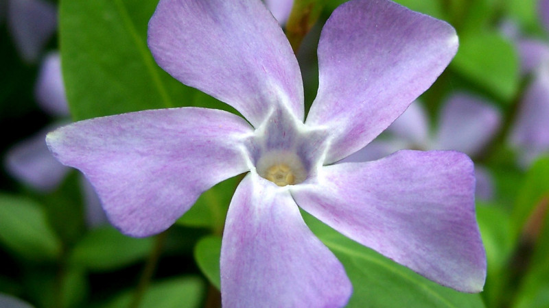 水培长春花怎么生根