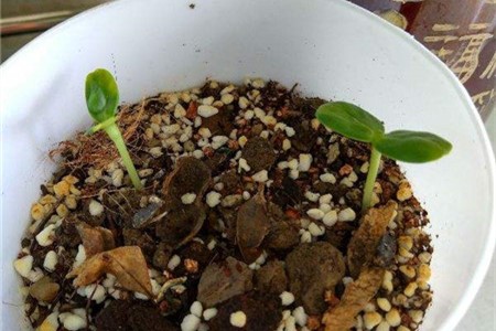 在家里怎么种向日葵？向日葵种植方法