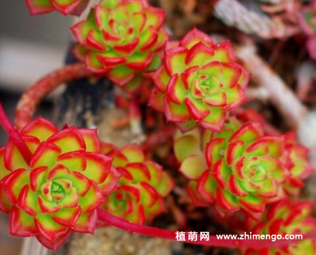 蒂亚怎么养成多头，出红色状态
