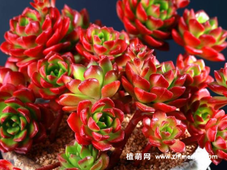 蒂亚怎么养成多头，出红色状态