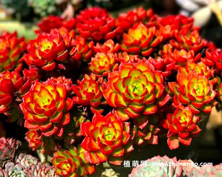 蒂亚怎么养成多头，出红色状态