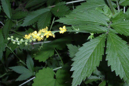 龙牙草要怎么养护？龙牙草怎么繁殖？