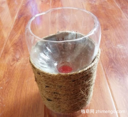 用矿泉水瓶养多肉植物怎么养
