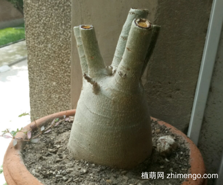 沙漠玫瑰怎么修剪,修剪后爆了好多侧芽