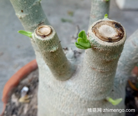 沙漠玫瑰怎么修剪,修剪后爆了好多侧芽