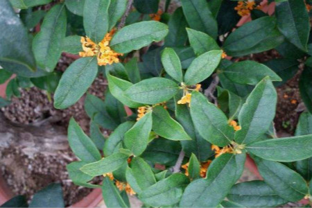 桂花树苗怎么种 桂花树苗种植