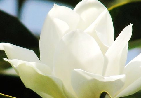 茉莉花盆栽培土造粒法 茉莉花栽培浇水方法